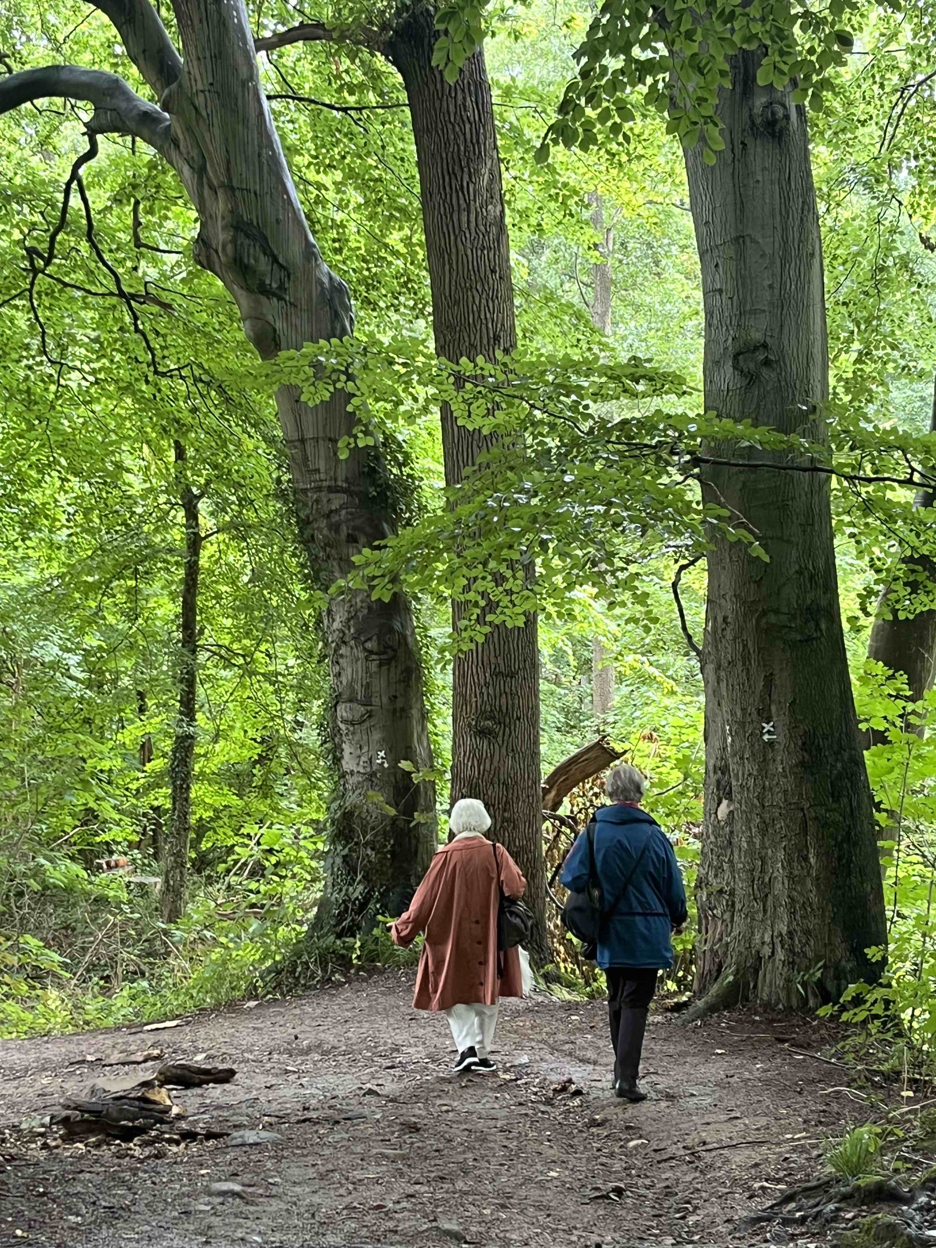 Schwentine Bäume 2025