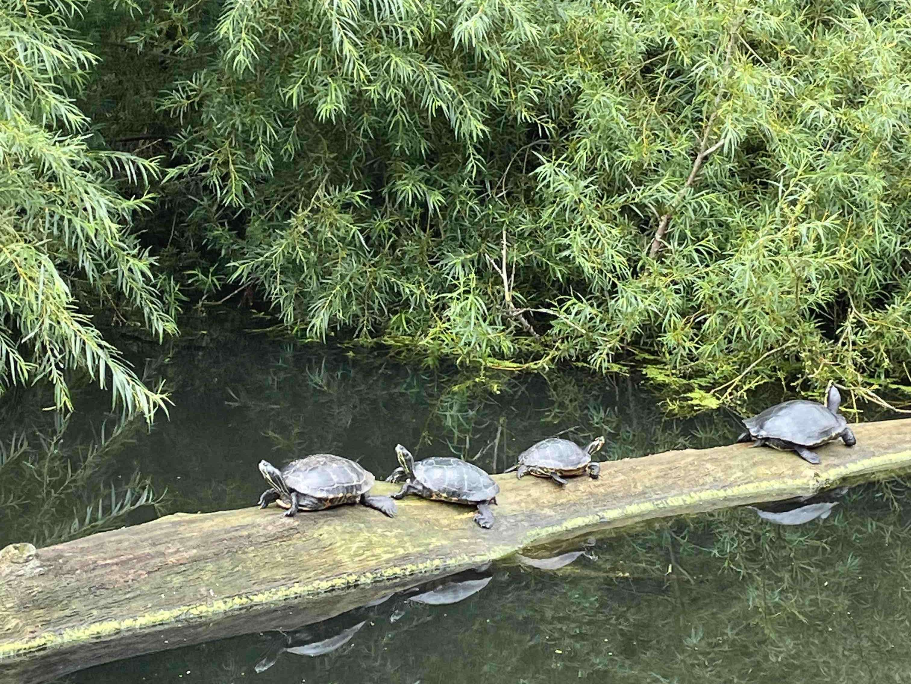 Schwentinefahrt Schildkröten 2025