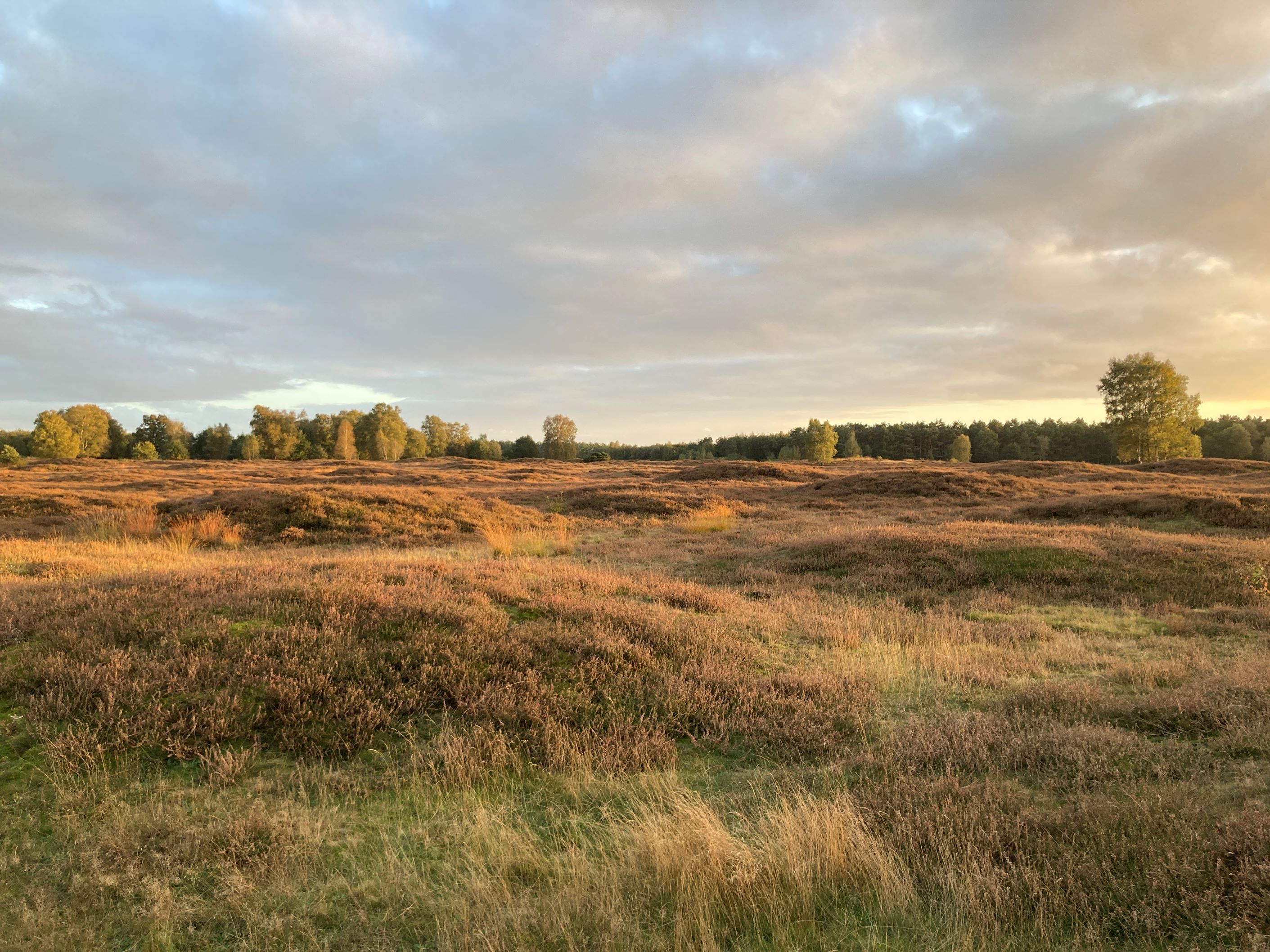Wildeshausen-Pestrup-IMG_2904-70prozent.JPG